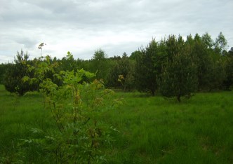 działka na sprzedaż - Zabłudów