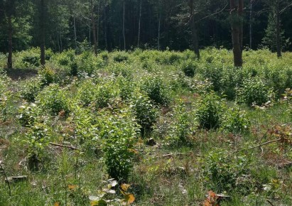 działka na sprzedaż - Zabłudów (gw), Kaniuki
