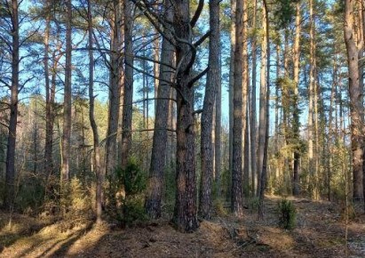 działka na sprzedaż - Tykocin